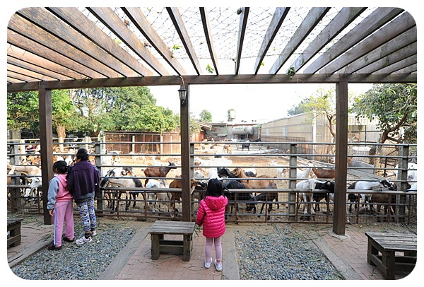 台中益健乳羊牧場》假日熱門景點，免門票！大把牧草銅板價就能餵羊咩咩，羊多到爆的迷你牧場 @捲捲頭 ♡ 品味生活