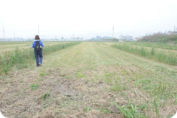 <苗栗景點> 上館有機村 • 割稻，吃麻糬，做爆米香 @捲捲頭 ♡ 品味生活