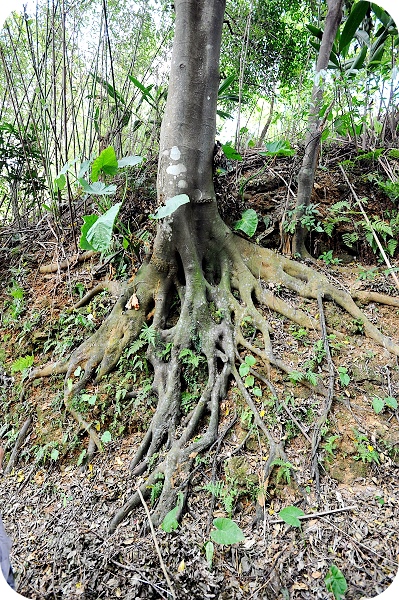 瓏山林館外行程。小小獵人體驗：竹筒飯DIY，射箭，設陷阱，原住民餐，東岳湧泉 @捲捲頭 ♡ 品味生活