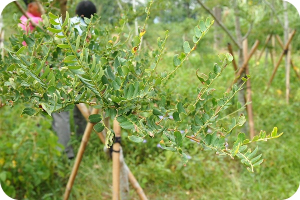 【苗栗三灣梨鄉】 逛銅鏡與北埔二村，喝大碗泡茶，嚐人間仙果 &#8220;油甘&#8221; @捲捲頭 ♡ 品味生活