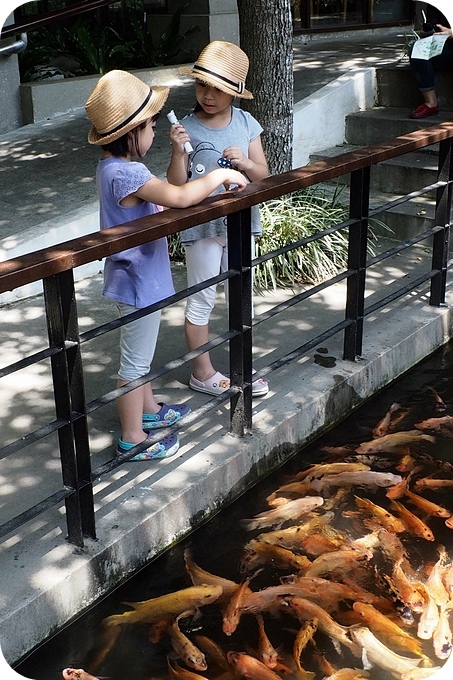 台東》原生應用植物園。超可愛動物朋友集合啦！駝鳥、羊咩咩陪你跑，還有百草菇菇鍋吃到飽！ @捲捲頭 ♡ 品味生活