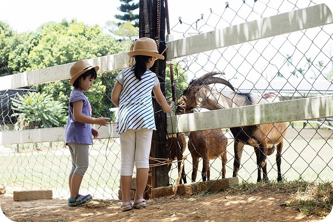 台東》原生應用植物園。超可愛動物朋友集合啦！駝鳥、羊咩咩陪你跑，還有百草菇菇鍋吃到飽！ @捲捲頭 ♡ 品味生活