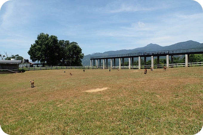 台東》原生應用植物園。超可愛動物朋友集合啦！駝鳥、羊咩咩陪你跑，還有百草菇菇鍋吃到飽！ @捲捲頭 ♡ 品味生活