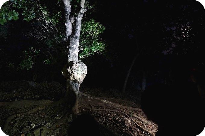 【台東】夜訪小野柳，幫寄居蟹換殼，賞太平洋，住海邊度假小別墅！ @捲捲頭 ♡ 品味生活