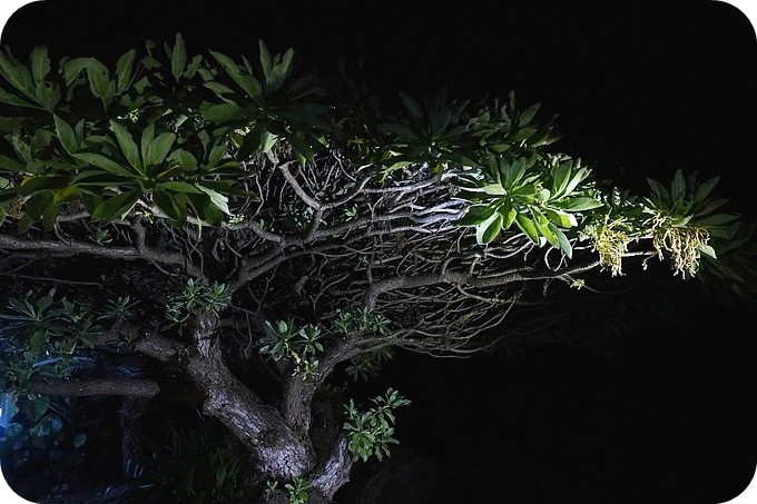 【台東】夜訪小野柳，幫寄居蟹換殼，賞太平洋，住海邊度假小別墅！ @捲捲頭 ♡ 品味生活