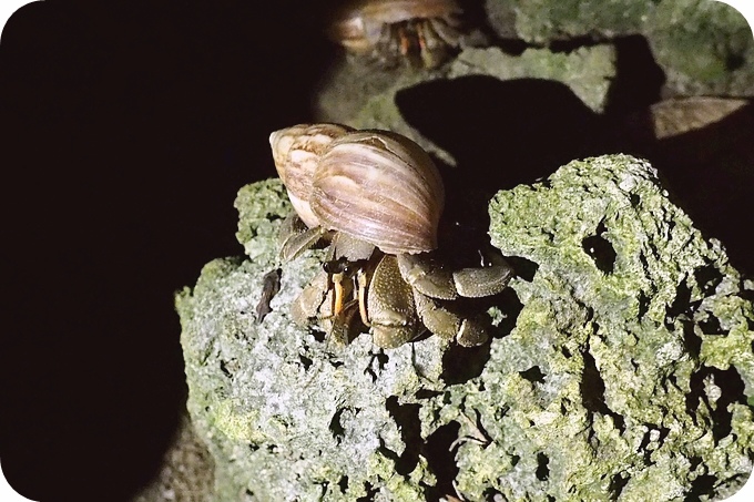 【台東】夜訪小野柳，幫寄居蟹換殼，賞太平洋，住海邊度假小別墅！ @捲捲頭 ♡ 品味生活