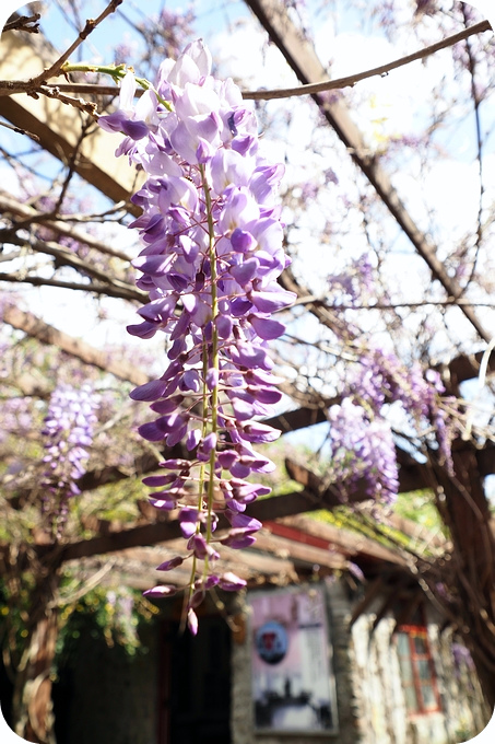 ▋武陵賞花熱點▋武陵農場的紫藤花秘境。把握最後一波花期，可能還會看見小猴子喔～ @捲捲頭 ♡ 品味生活