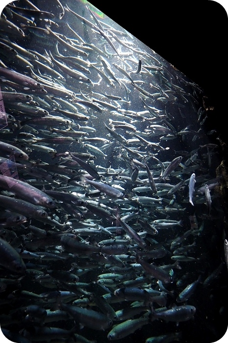 日本山形加茂水族館，看見波妞！就在日本山形縣鶴岡加茂水族館，超療癒的感受～ @捲捲頭 ♡ 品味生活