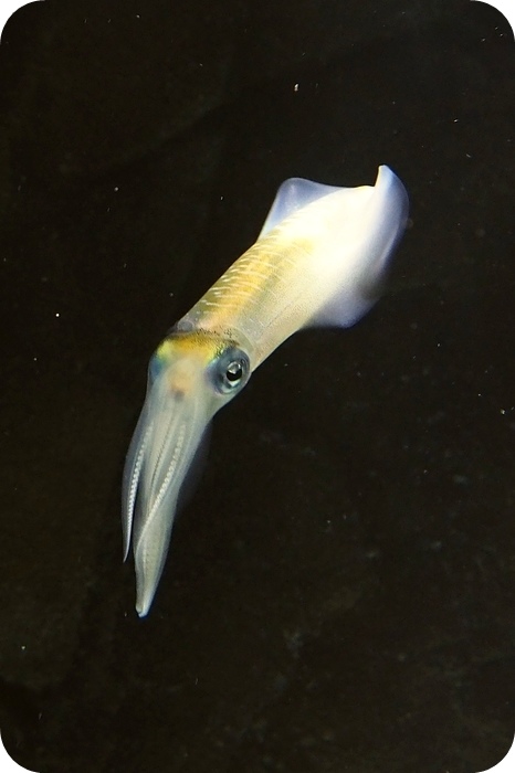 日本山形加茂水族館，看見波妞！就在日本山形縣鶴岡加茂水族館，超療癒的感受～ @捲捲頭 ♡ 品味生活