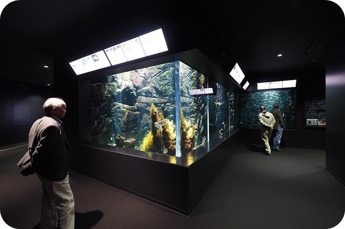 日本山形加茂水族館，看見波妞！就在日本山形縣鶴岡加茂水族館，超療癒的感受～ @捲捲頭 ♡ 品味生活