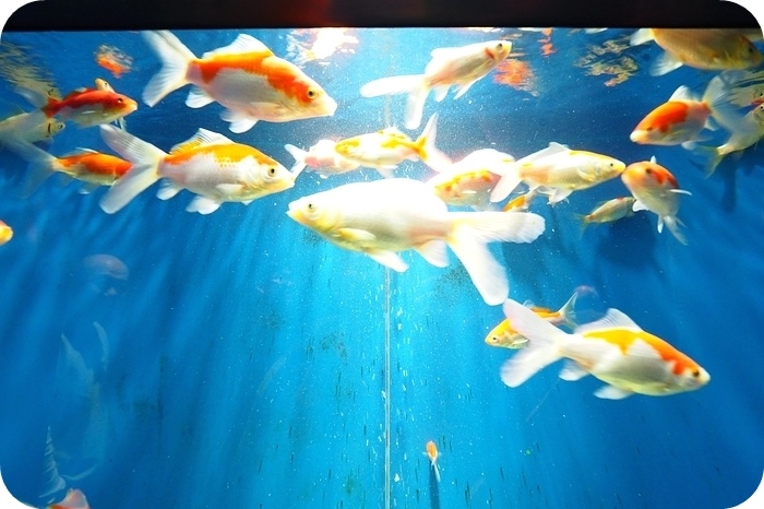 日本山形加茂水族館，看見波妞！就在日本山形縣鶴岡加茂水族館，超療癒的感受～ @捲捲頭 ♡ 品味生活