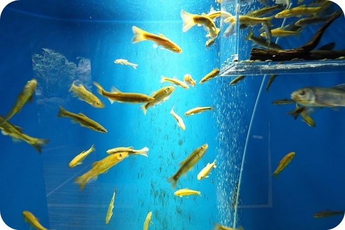 日本山形加茂水族館，看見波妞！就在日本山形縣鶴岡加茂水族館，超療癒的感受～ @捲捲頭 ♡ 品味生活