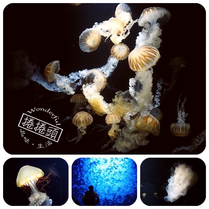 日本山形加茂水族館，看見波妞！就在日本山形縣鶴岡加茂水族館，超療癒的感受～ @捲捲頭 ♡ 品味生活