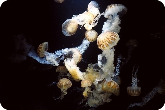 日本山形加茂水族館，看見波妞！就在日本山形縣鶴岡加茂水族館，超療癒的感受～ @捲捲頭 ♡ 品味生活