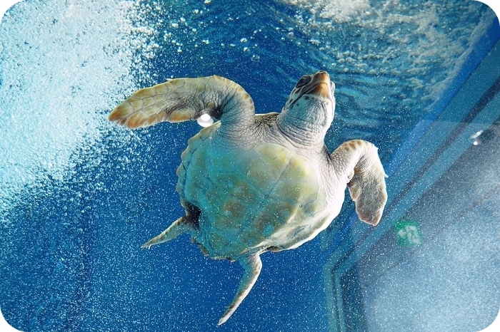 日本山形加茂水族館，看見波妞！就在日本山形縣鶴岡加茂水族館，超療癒的感受～ @捲捲頭 ♡ 品味生活