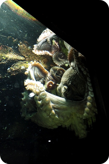 日本山形加茂水族館，看見波妞！就在日本山形縣鶴岡加茂水族館，超療癒的感受～ @捲捲頭 ♡ 品味生活