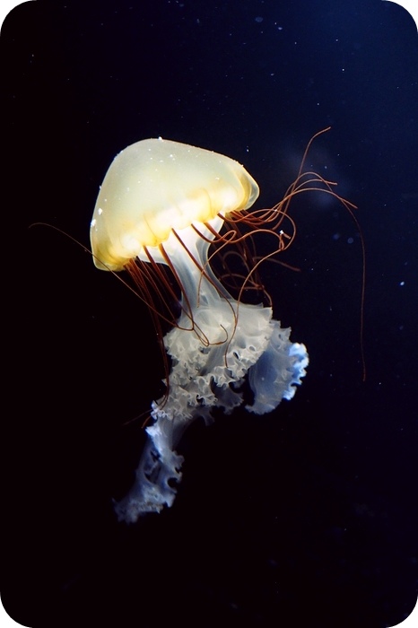 日本山形加茂水族館，看見波妞！就在日本山形縣鶴岡加茂水族館，超療癒的感受～ @捲捲頭 ♡ 品味生活