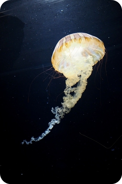 日本山形加茂水族館，看見波妞！就在日本山形縣鶴岡加茂水族館，超療癒的感受～ @捲捲頭 ♡ 品味生活