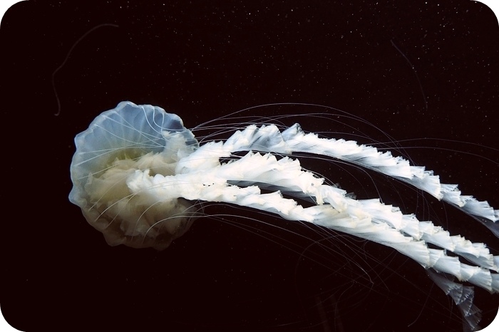 日本山形加茂水族館，看見波妞！就在日本山形縣鶴岡加茂水族館，超療癒的感受～ @捲捲頭 ♡ 品味生活