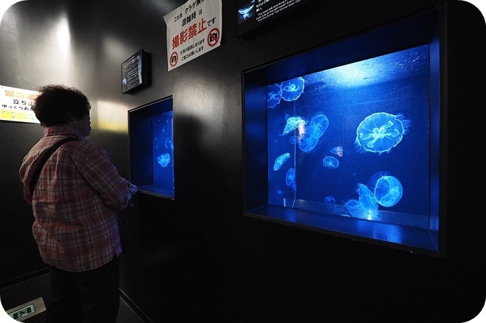 日本山形加茂水族館，看見波妞！就在日本山形縣鶴岡加茂水族館，超療癒的感受～ @捲捲頭 ♡ 品味生活