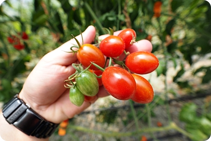 ▋宜蘭禾昌農場採菓趣 ▋新鮮無毒就是王道！三色小蕃茄、桃太郎蕃茄，一旁還有沁涼湧泉可泡腳玩水，全家出遊好地方！ @捲捲頭 ♡ 品味生活