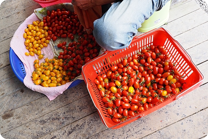 ▋宜蘭禾昌農場採菓趣 ▋新鮮無毒就是王道！三色小蕃茄、桃太郎蕃茄，一旁還有沁涼湧泉可泡腳玩水，全家出遊好地方！ @捲捲頭 ♡ 品味生活