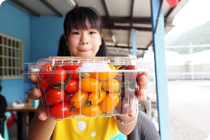 ▋宜蘭禾昌農場採菓趣 ▋新鮮無毒就是王道！三色小蕃茄、桃太郎蕃茄，一旁還有沁涼湧泉可泡腳玩水，全家出遊好地方！ @捲捲頭 ♡ 品味生活