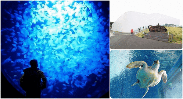 日本山形加茂水族館，看見波妞！就在日本山形縣鶴岡加茂水族館，超療癒的感受～ @捲捲頭 ♡ 品味生活