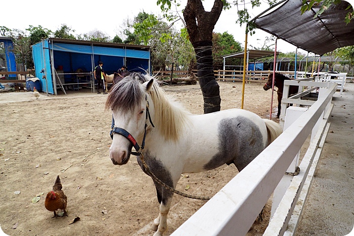 台南樹谷農場，假日熱門景點，買門票附飼料。能餵斑比、小馬、小羊還有可愛的兔兔跟天竺鼠！ @捲捲頭 ♡ 品味生活