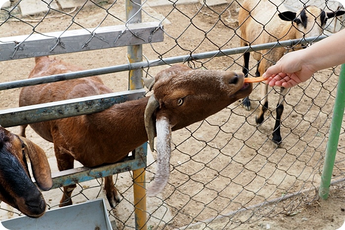 台南樹谷農場，假日熱門景點，買門票附飼料。能餵斑比、小馬、小羊還有可愛的兔兔跟天竺鼠！ @捲捲頭 ♡ 品味生活