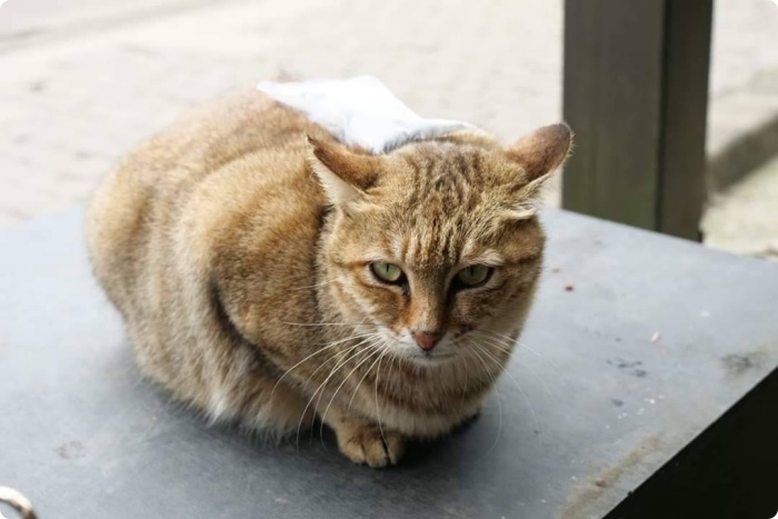 猴硐貓村| 貓奴必到，世界六大貓咪天堂樂園，順遊山城小鎮散步喝咖啡～ @捲捲頭 ♡ 品味生活