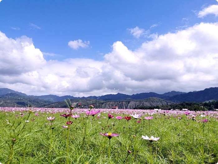 台東鹿野一日遊，帶你拍玩附近景點，小葉欖仁綠色走廊，「利吉惡地」拍出荒蕪蒼茫美感 ，全國最小房屋，瑞和車站追火車！ @捲捲頭 ♡ 品味生活