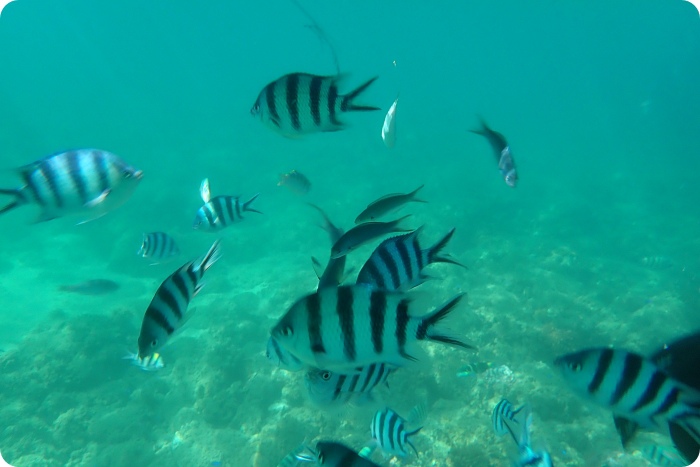 澎湖「黃金沒力號」海賊船，一起潛入海底漫步、餵熱帶魚、跟派大星拍照X海底郵筒寄明信片，還有超刺激的海上高空跳水！澎湖必玩特色體驗～ @捲捲頭 ♡ 品味生活