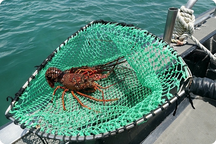 澎湖龍蝦島，搭頂級東海黑曼巴私人豪華遊艇行程。澎澎灘透明獨木舟、看小富士山、賞海鷗、抓龍蝦、無人島探險、吃現烤野生石蚵～ @捲捲頭 ♡ 品味生活