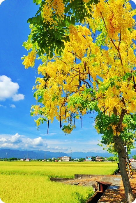 宜蘭阿勃勒，浪漫黃金雨來襲，台7線公路美炸，藍天、白雲、稻浪，最美花期趁現在！ @捲捲頭 ♡ 品味生活