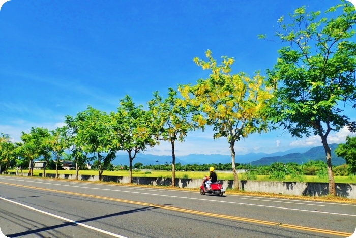 宜蘭阿勃勒，浪漫黃金雨來襲，台7線公路美炸，藍天、白雲、稻浪，最美花期趁現在！ @捲捲頭 ♡ 品味生活