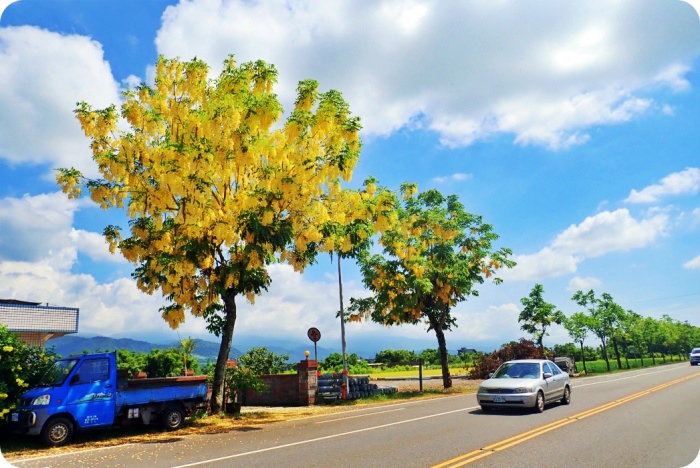 宜蘭阿勃勒，浪漫黃金雨來襲，台7線公路美炸，藍天、白雲、稻浪，最美花期趁現在！ @捲捲頭 ♡ 品味生活