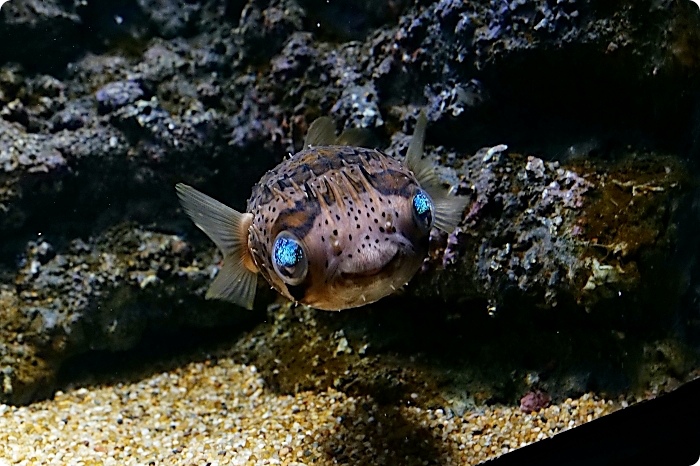 【Xpark水族館】7大亮點整理，開幕日、訂票資訊、票價、營業時間、夜宿水族館！ @捲捲頭 ♡ 品味生活