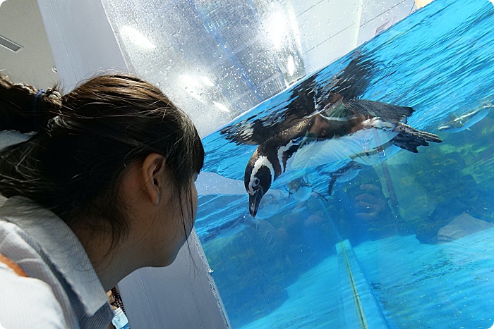 【Xpark水族館】7大亮點整理，開幕日、訂票資訊、票價、營業時間、夜宿水族館！ @捲捲頭 ♡ 品味生活