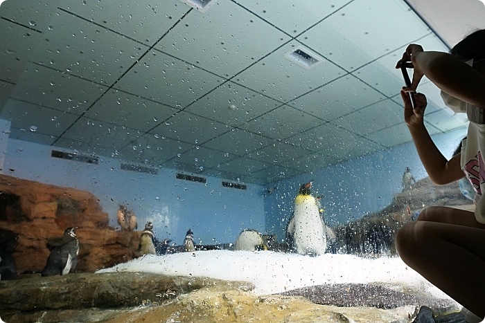 【Xpark水族館】7大亮點整理，開幕日、訂票資訊、票價、營業時間、夜宿水族館！ @捲捲頭 ♡ 品味生活