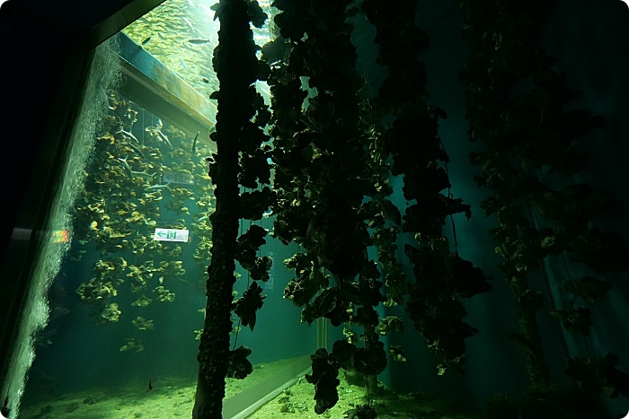 【Xpark水族館】7大亮點整理，開幕日、訂票資訊、票價、營業時間、夜宿水族館！ @捲捲頭 ♡ 品味生活