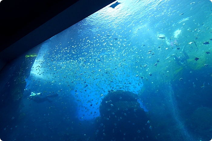 【Xpark水族館】7大亮點整理，開幕日、訂票資訊、票價、營業時間、夜宿水族館！ @捲捲頭 ♡ 品味生活