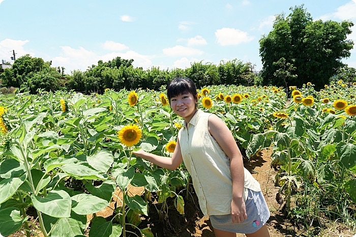 桃園景點⎮桃園一日遊推薦⎮向日葵迷宫、大王蓮體驗X水上蓮花鞦韆、IG打卡迷你版撒哈拉！ @捲捲頭 ♡ 品味生活