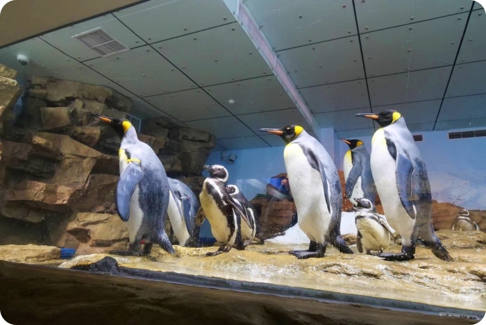 【Xpark水族館】7大亮點整理，開幕日、訂票資訊、票價、營業時間、夜宿水族館！ @捲捲頭 ♡ 品味生活