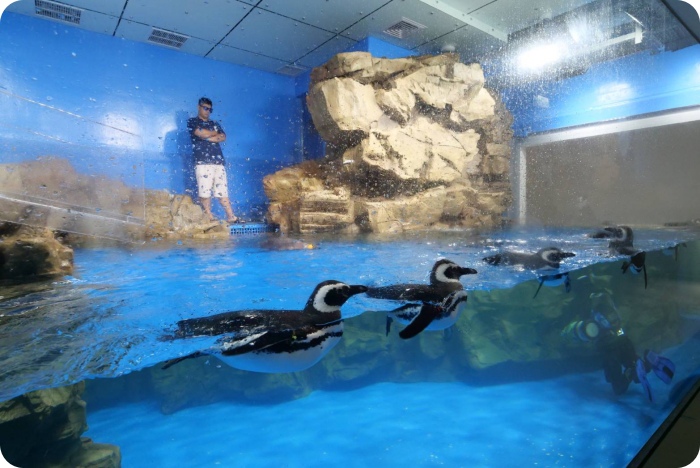 【Xpark水族館】7大亮點整理，開幕日、訂票資訊、票價、營業時間、夜宿水族館！ @捲捲頭 ♡ 品味生活